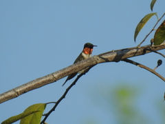 Archilochus colubris