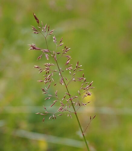 Agrostis capillaris iNat (1)