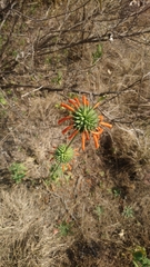 Leonotis nepetifolia