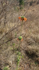 Leonotis nepetifolia