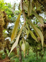 Epidendrum spicatum