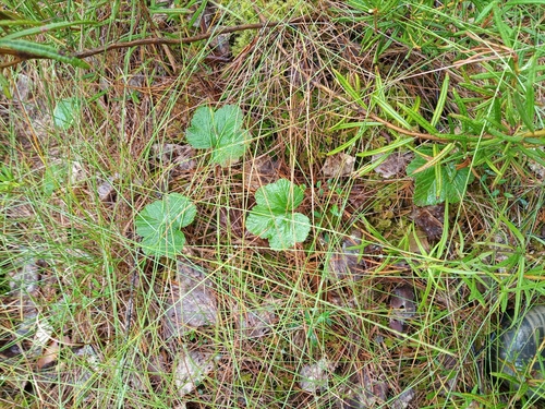 Rubus chamaemorus iNat (3)