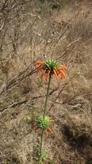 Leonotis nepetifolia