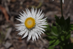 Coronidium boormanii