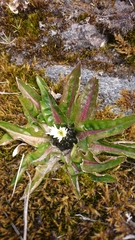 Hypochaeris sessiliflora