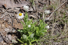 Coronidium boormanii