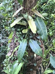 Cynanchum graphistemmatoides