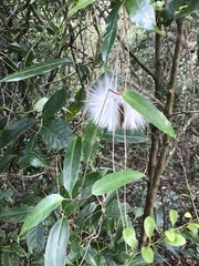 Cynanchum graphistemmatoides