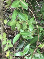 Cynanchum graphistemmatoides