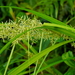 Cross Sedge - Photo (c) adachao, some rights reserved (CC BY-NC-ND), uploaded by adachao