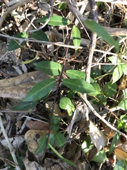 Cynanchum graphistemmatoides