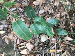 Cynanchum graphistemmatoides