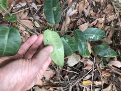 Cynanchum graphistemmatoides