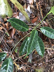 Cynanchum graphistemmatoides