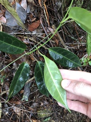 Cynanchum graphistemmatoides