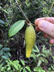 Cynanchum graphistemmatoides