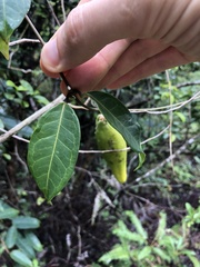 Cynanchum graphistemmatoides