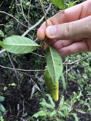 Cynanchum graphistemmatoides