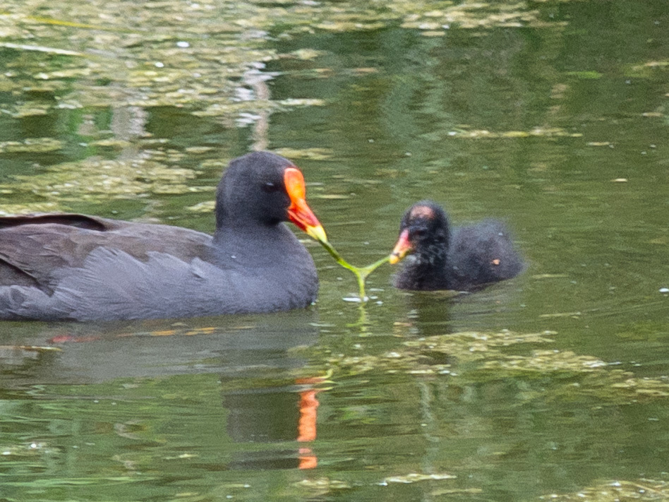 Dusky Moorhen illustration