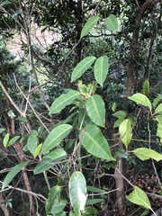 Cynanchum graphistemmatoides