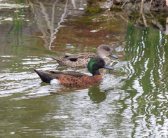 Chestnut Teal photo 5