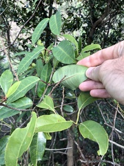 Cynanchum graphistemmatoides