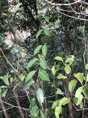 Cynanchum graphistemmatoides