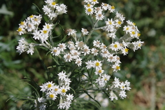 Rhodanthe polyphylla