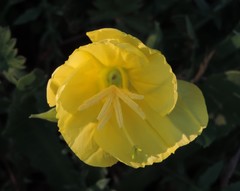 Oenothera triloba