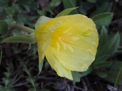Oenothera triloba