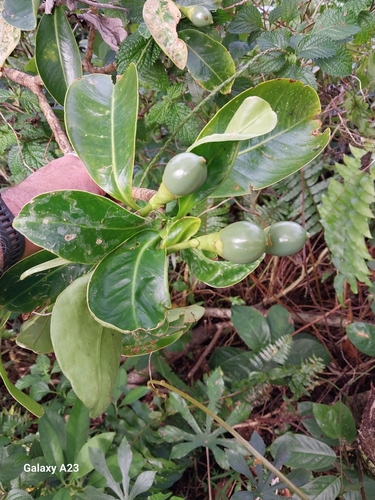 Image of Fagraea berteroana by (c) Mike Bowie, some rights reserved (CC BY)