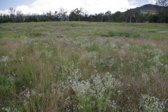 Rhodanthe polyphylla
