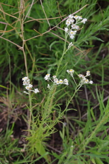 Rhodanthe polyphylla