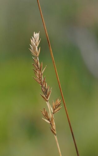 Festuca ovina iNat (1)