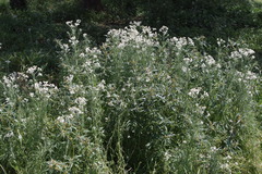 Rhodanthe polyphylla