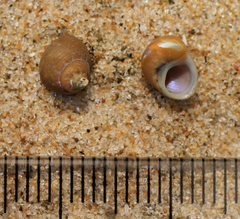 Cantharidus dilatatus