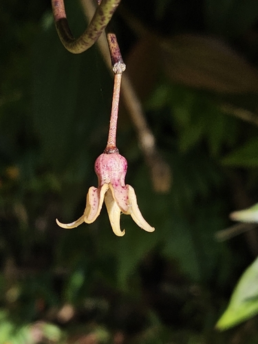 Hoya