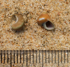 Cantharidus dilatatus