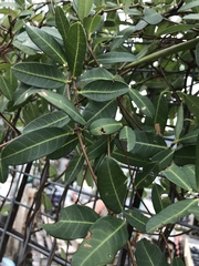 Gymnanthera oblonga
