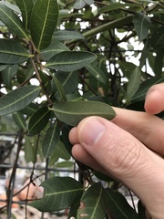 Gymnanthera oblonga