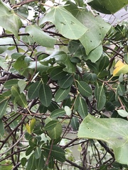 Gymnanthera oblonga