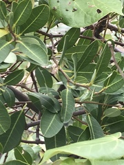Gymnanthera oblonga