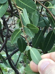 Gymnanthera oblonga
