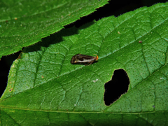 Dichomeris ochripalpella