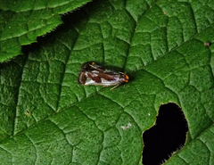 Dichomeris ochripalpella