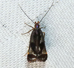 Dichomeris ochripalpella