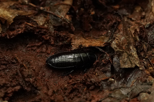 Brown-hooded Cockroach photo 5