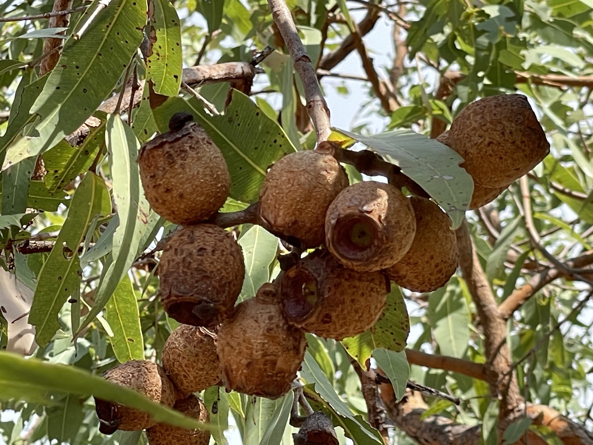 Corymbia zygophylla