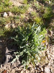 Matthiola parviflora