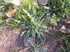 Matthiola parviflora